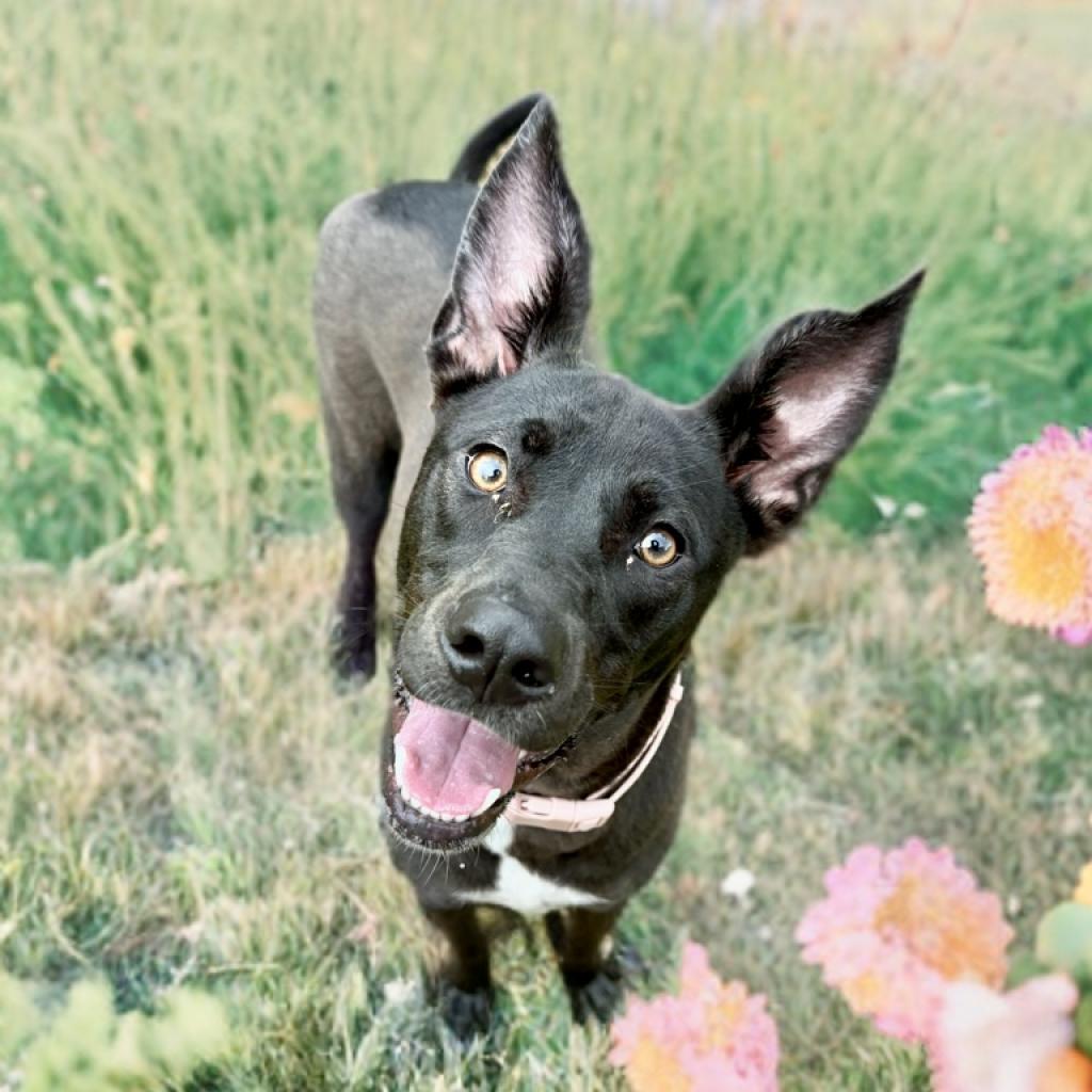 Gracie, Adoptable, Adult Female Labrador Retriever & German Shepherd Dog.