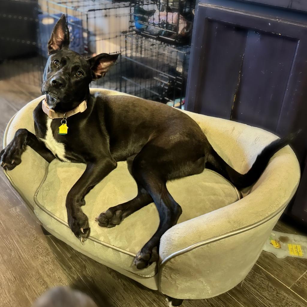 Enlarge Gracie, a Adoptable mixed breed in Houston, TX image 3/6