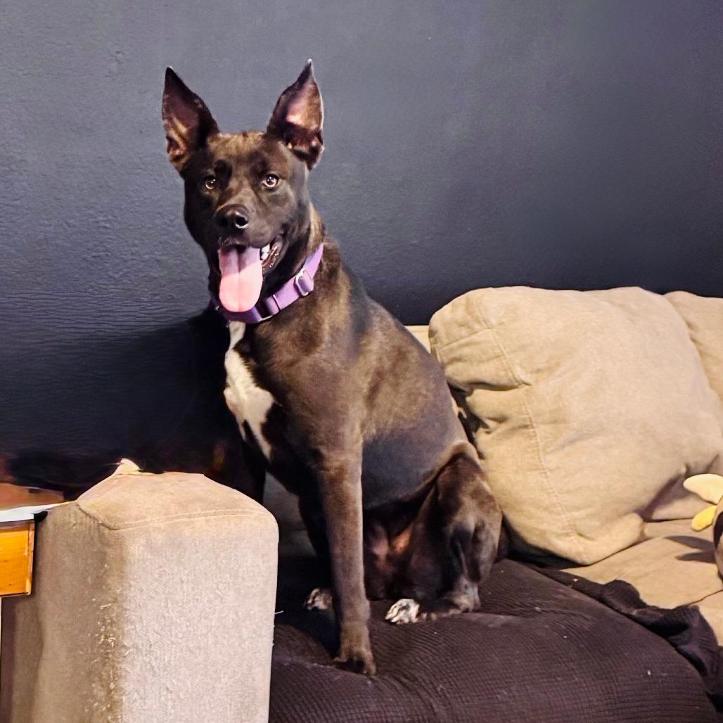 Enlarge Gracie, a Adoptable mixed breed in Houston, TX image 4/6