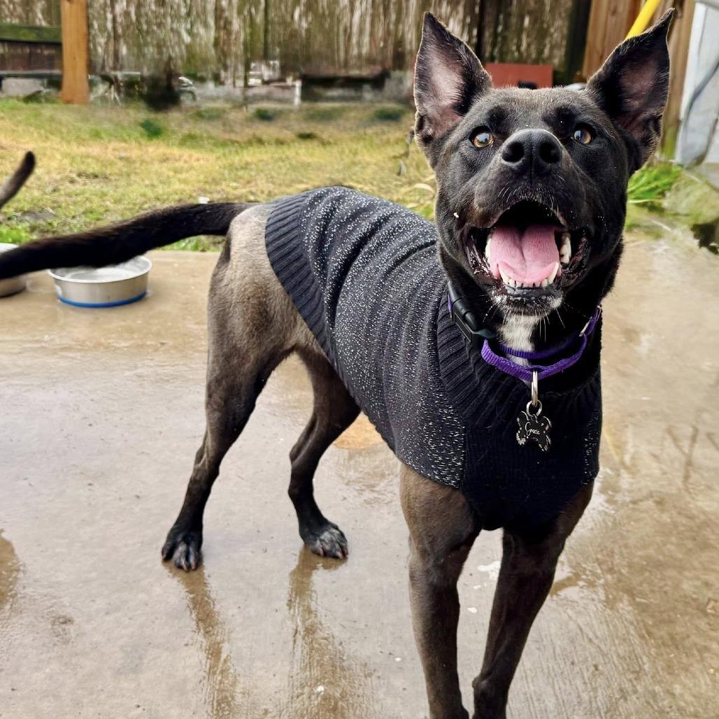 Enlarge Gracie, a Adoptable mixed breed in Houston, TX image 4/6