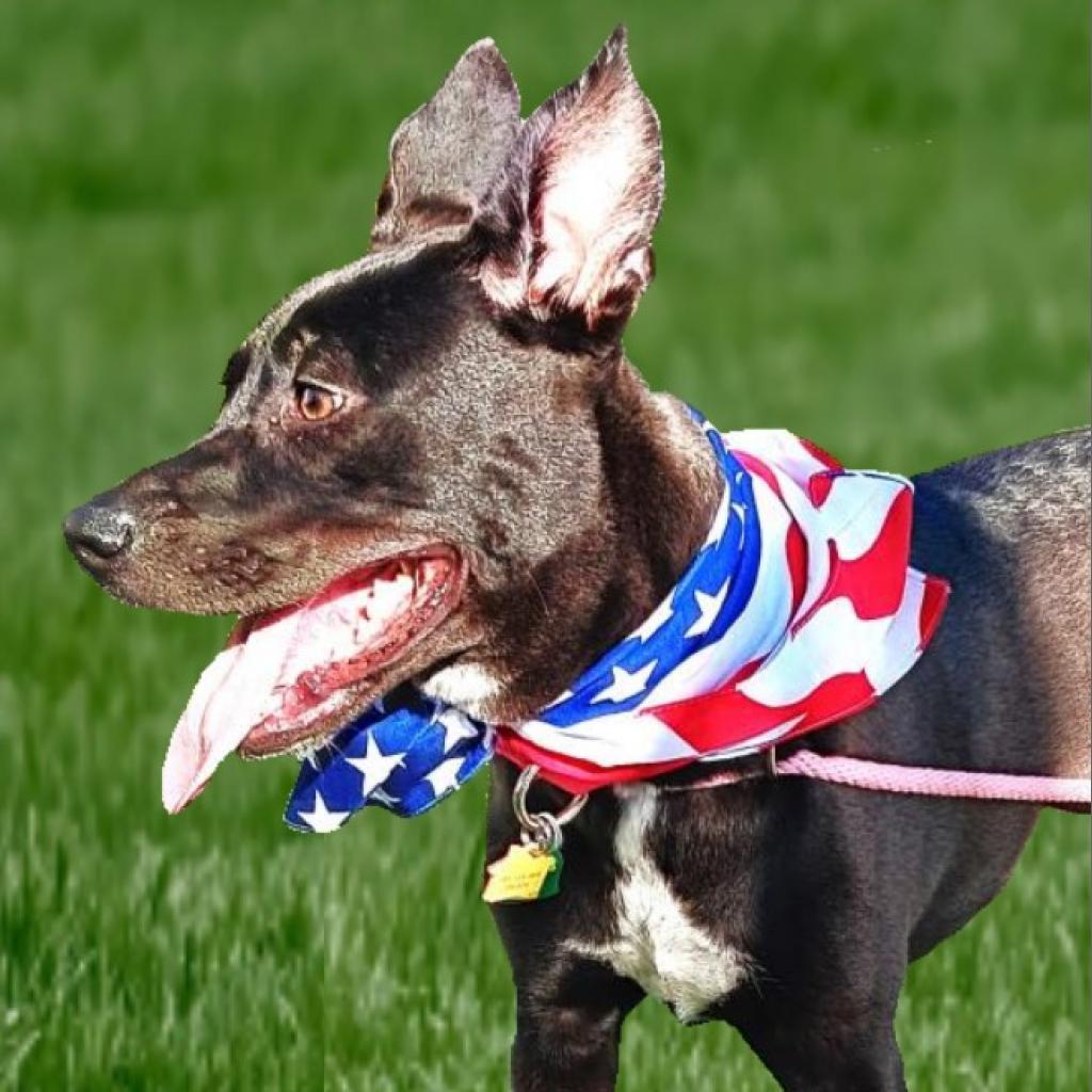 Enlarge Gracie, a Adoptable mixed breed in Houston, TX image 5/6