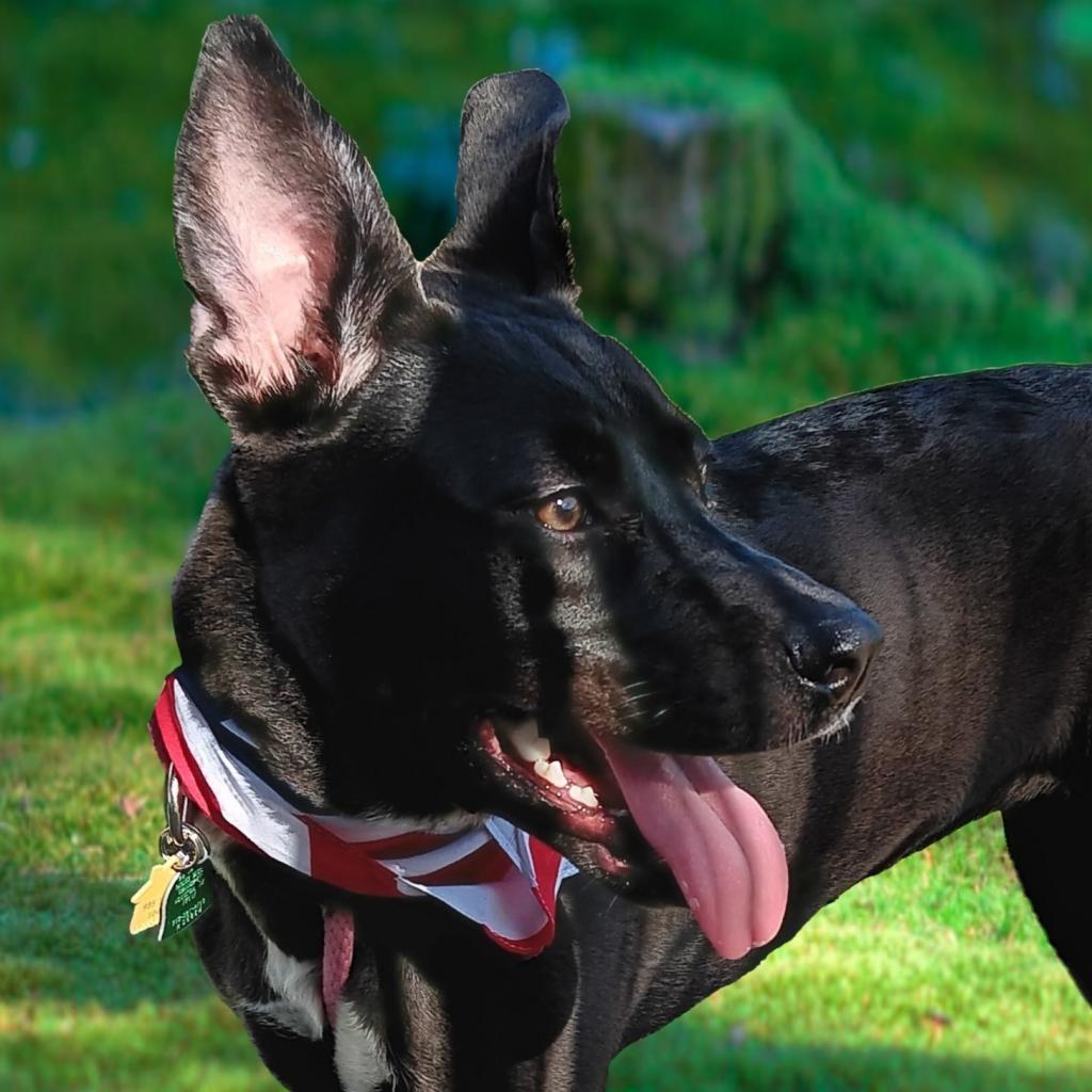 Enlarge Gracie, a Adoptable mixed breed in Houston, TX image 6/6