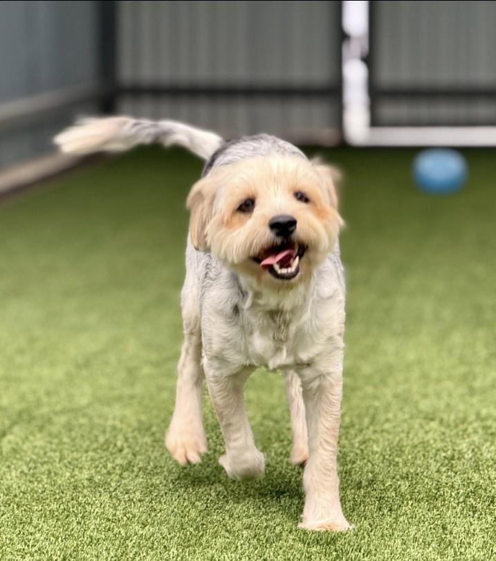 Tobin - Adorable Border Terrier Mix