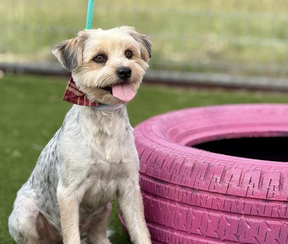 Tobin - Adorable Border Terrier Mix