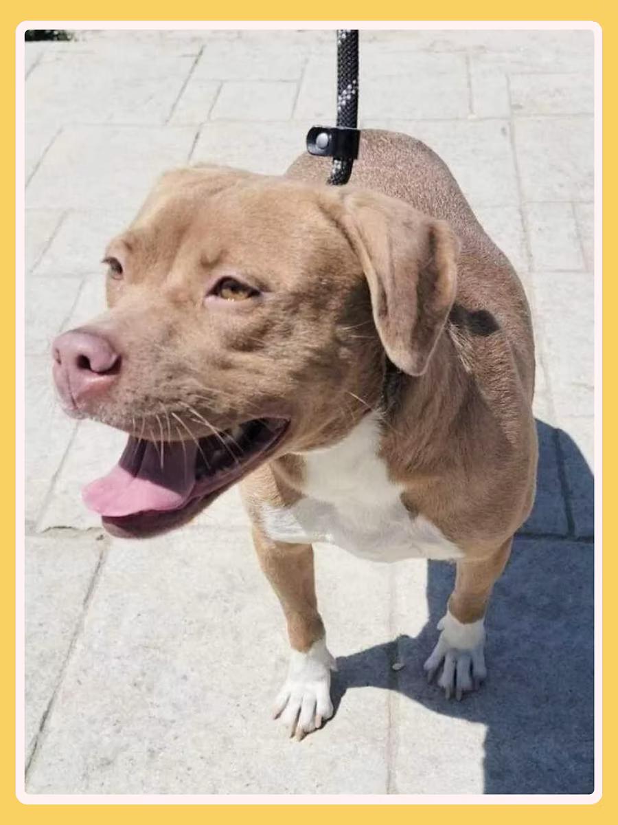 Enlarge Aura, a ADOPTABLE Pit Bull Terrier in San Francisco, CA image 4/4