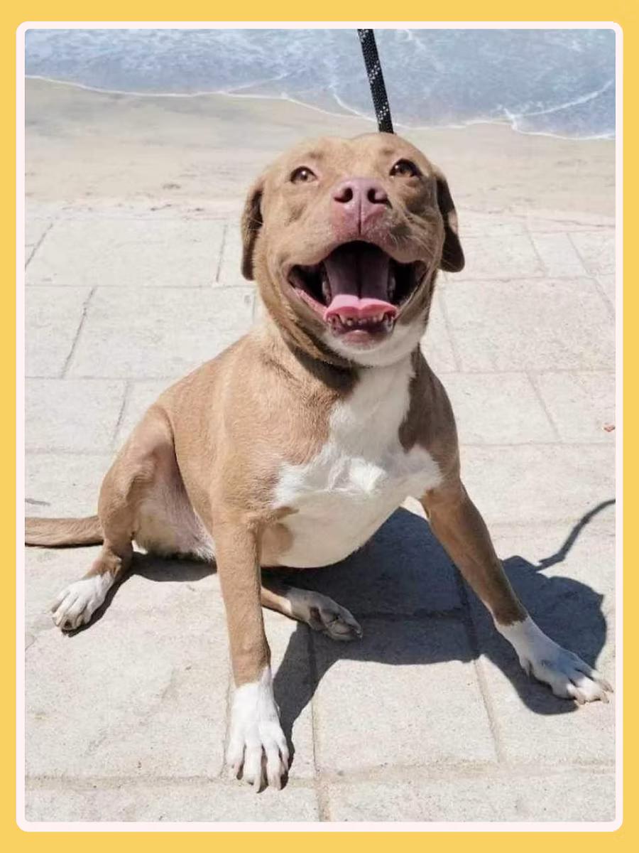 Enlarge Aura, a ADOPTABLE Pit Bull Terrier in San Francisco, CA image 2/4