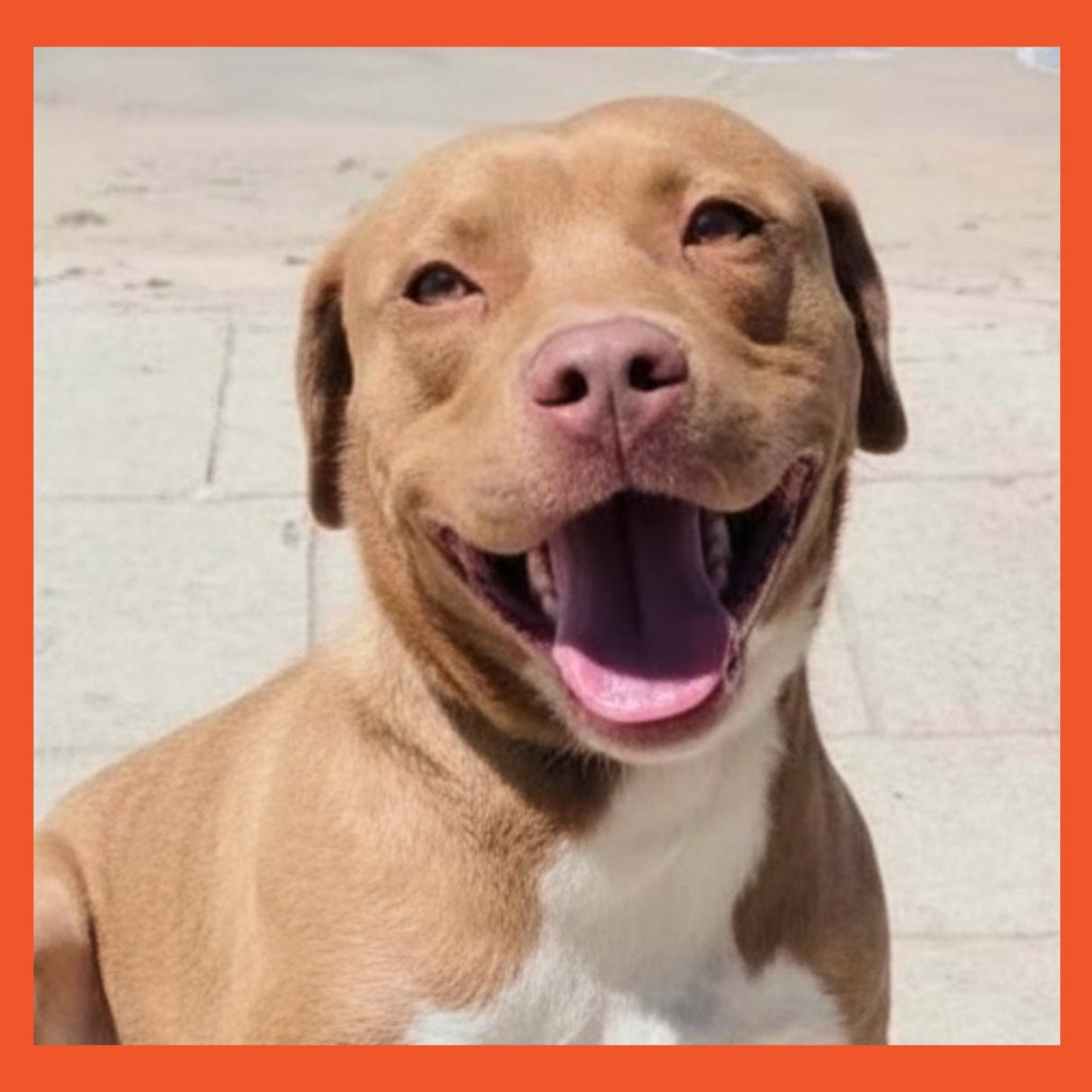 Enlarge Aura, a ADOPTABLE Pit Bull Terrier in San Francisco, CA image 1/4