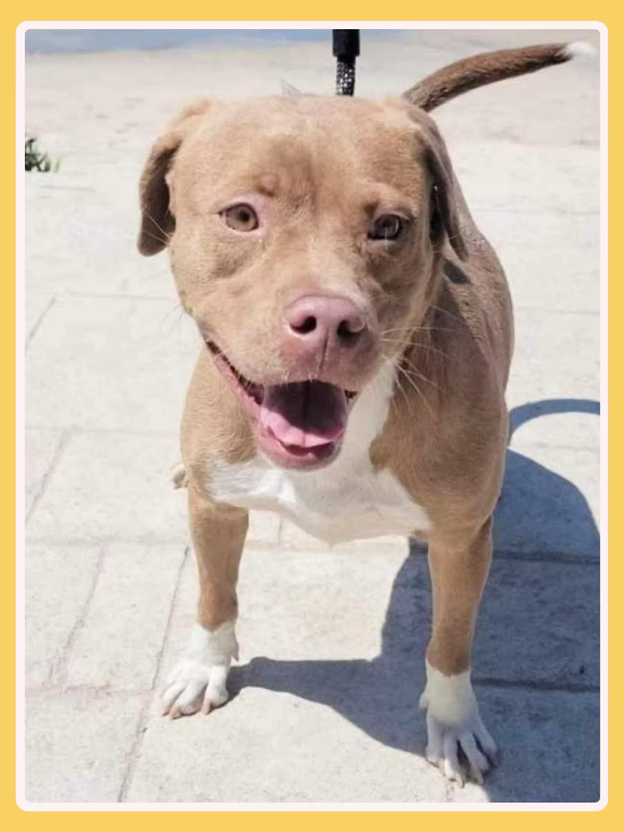 Enlarge Aura, a ADOPTABLE Pit Bull Terrier in San Francisco, CA image 3/4