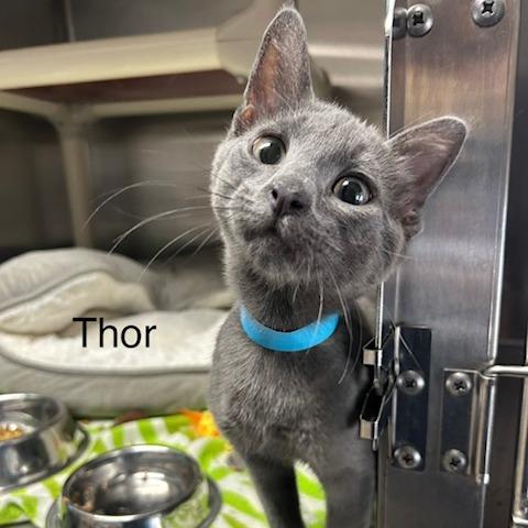Enlarge Thor, a Adoptable Domestic Short Hair in Knoxville, TN image 1/1