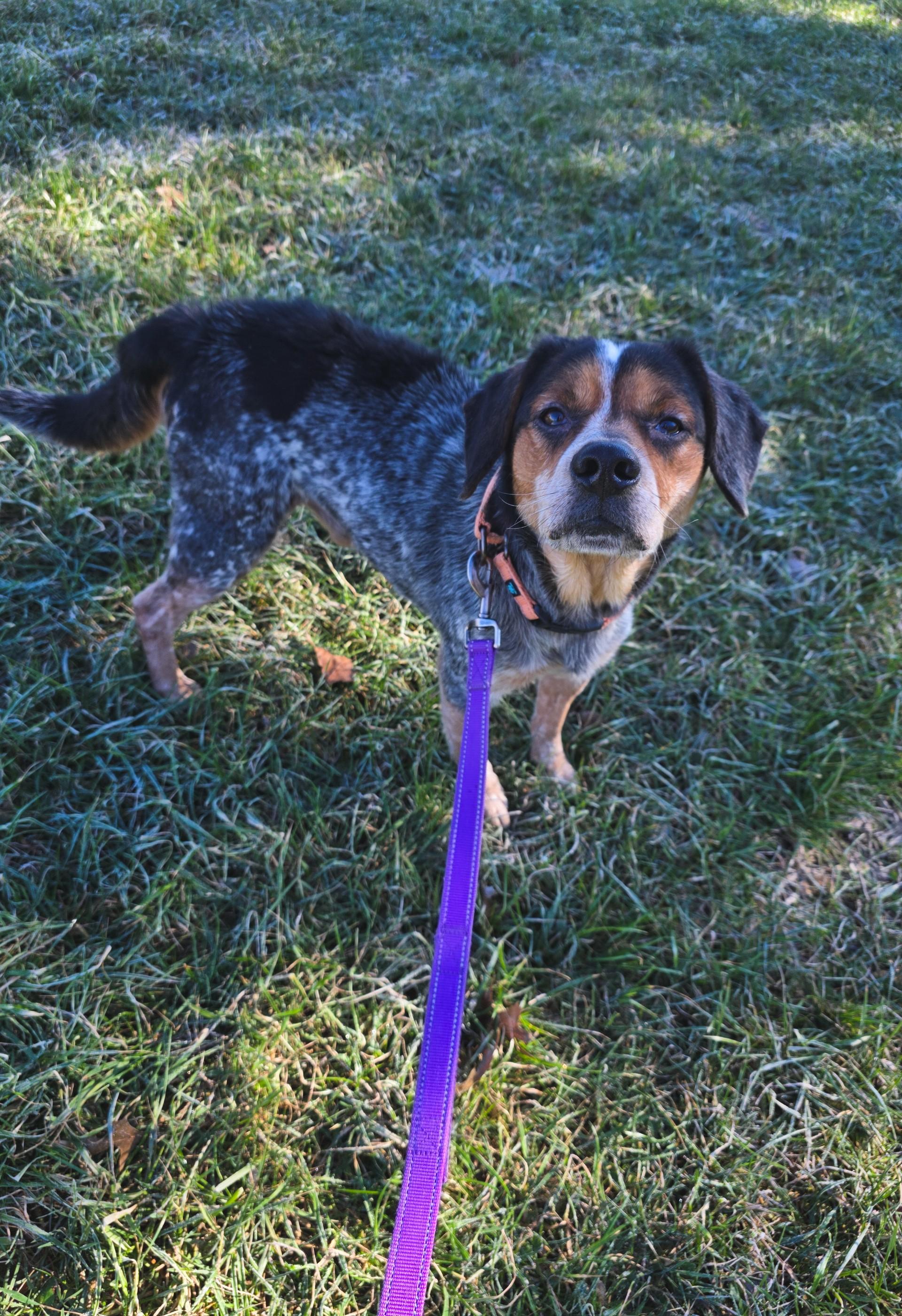 Enlarge Spider, a ADOPTABLE mixed breed in Shepherdsville, KY image 2/3