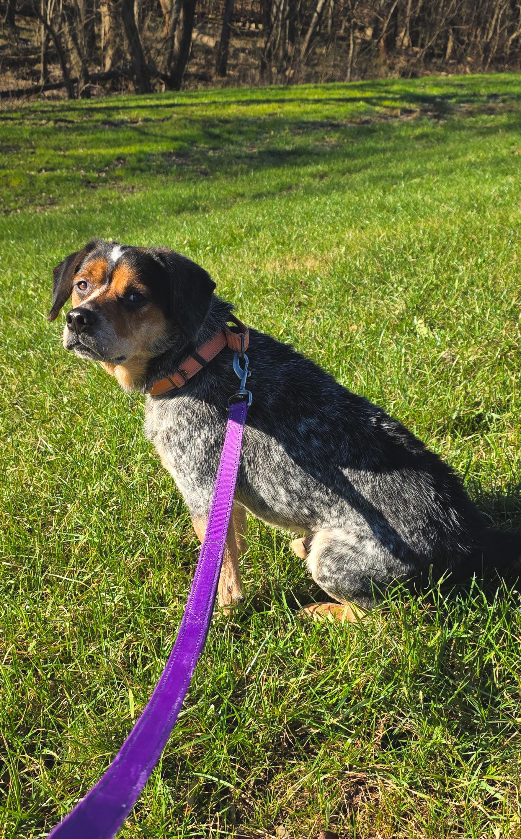 Spider, ADOPTABLE, Adult Male Beagle & Mixed Breed.