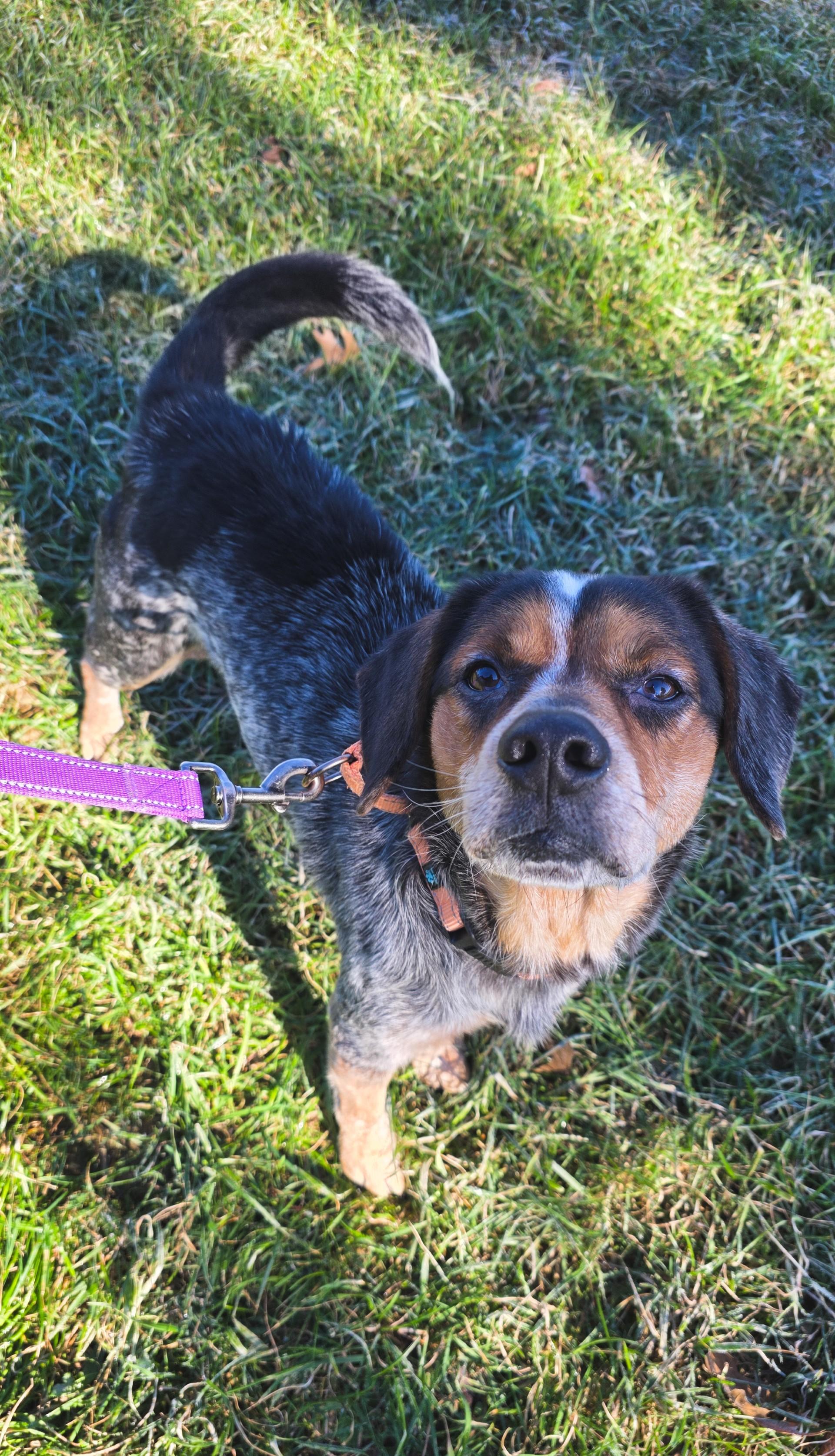 Enlarge Spider, a ADOPTABLE mixed breed in Shepherdsville, KY image 3/3