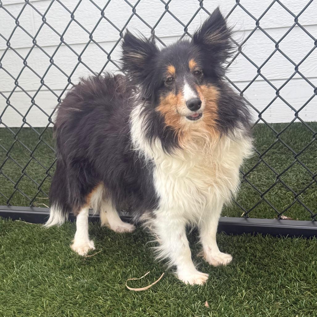 Enlarge Emily, a ADOPTABLE Shetland Sheepdog / Sheltie in Zionsville, IN image 1/1
