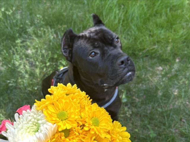 Enlarge LITTLE FOOT, a Adoptable Cane Corso in Chapel Hill, NC image 1/1