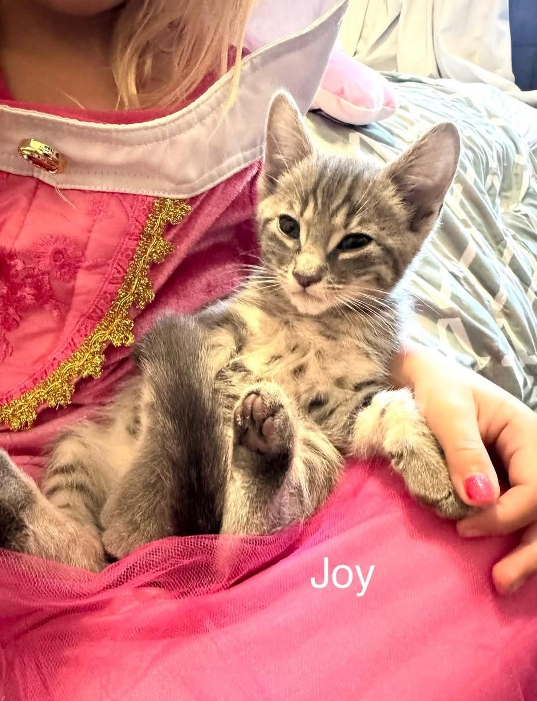 Joy, adopted, Kitten Female Domestic Short Hair.