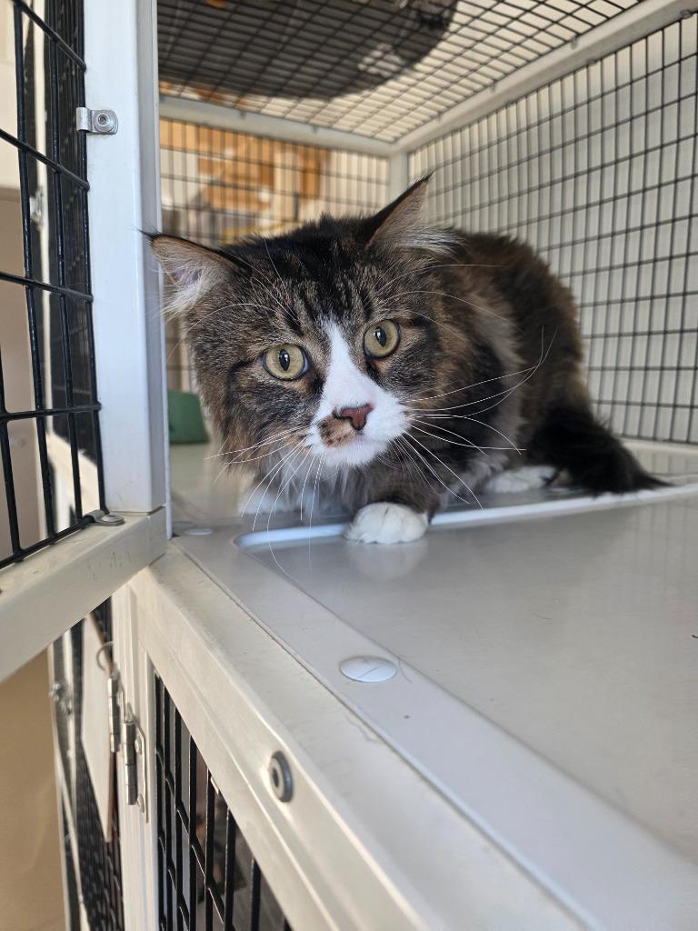 Enlarge Missy, a Adoptable mixed breed in Green River, WY image 1/1