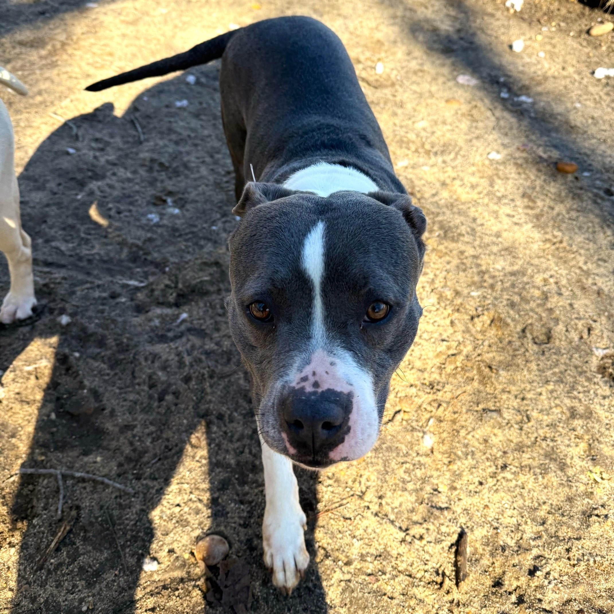 Enlarge Eloise, an adopted Mixed Breed in Brookhaven, NY image 2/3