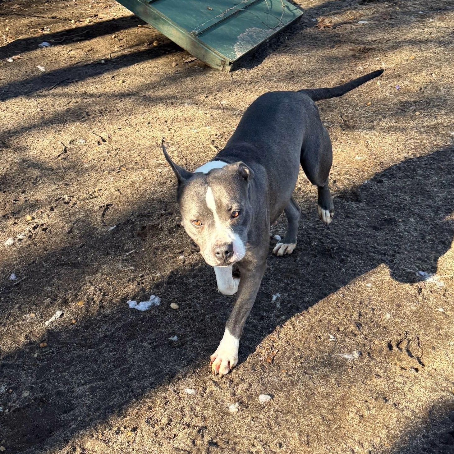 Enlarge Eloise, an adopted Mixed Breed in Brookhaven, NY image 3/3