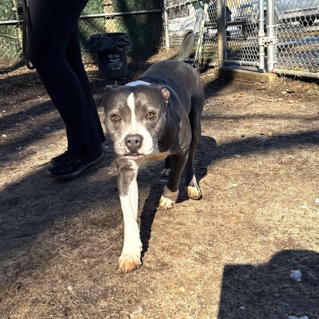 Eloise, adopted, Adult Female Mixed Breed.