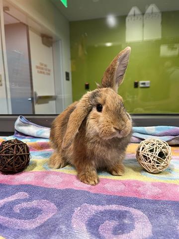 THUMPER, Adoptable, Adult Male Bunny Rabbit.