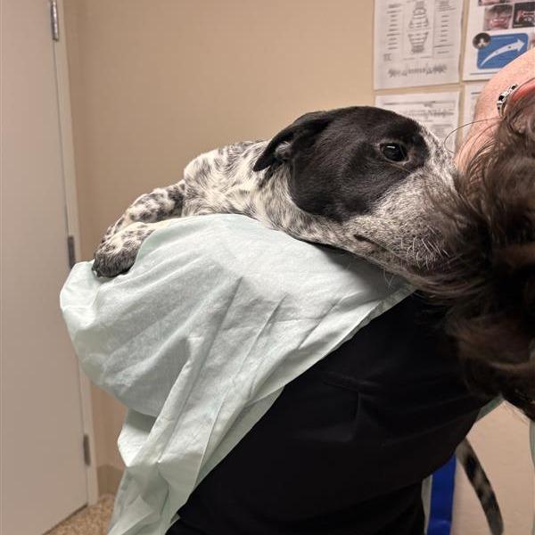Kristoff, Adoptable, Puppy Male Australian Cattle Dog / Blue Heeler.