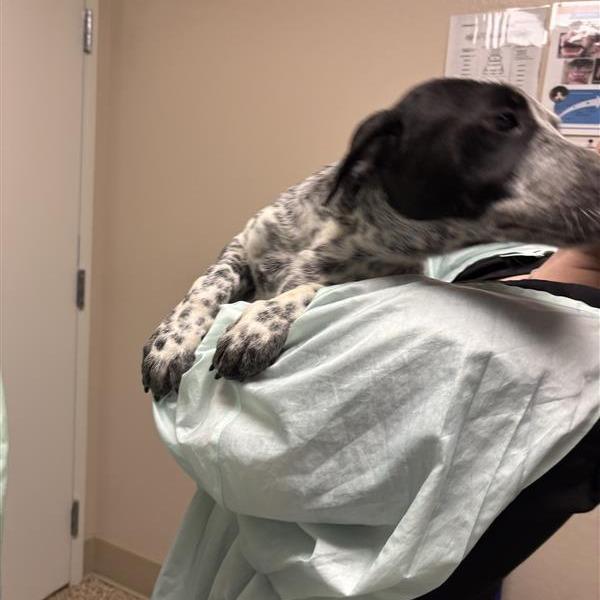 Enlarge Kristoff, a Adoptable Australian Cattle Dog / Blue Heeler in Tempe, AZ image 2/2