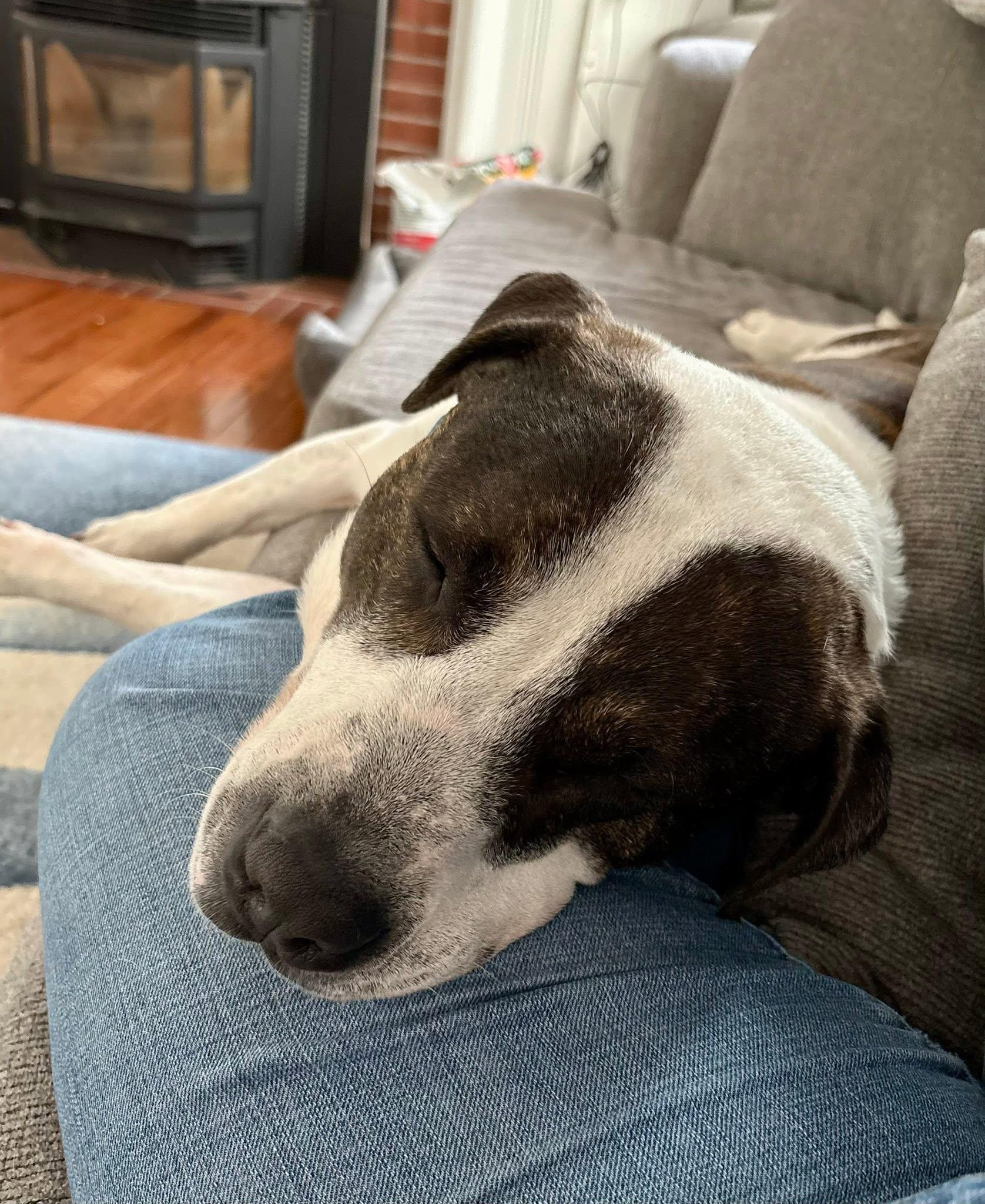 Parker, a Adoptable mixed breed in Conway, NH image 6/6