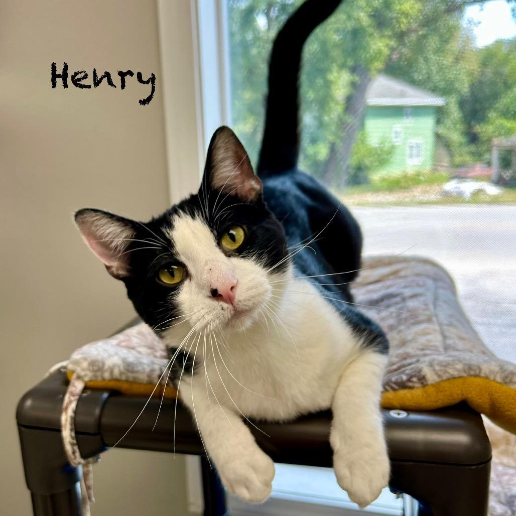 Enlarge Henry, a Adoptable Domestic Short Hair in Hannibal, MO image 1/2