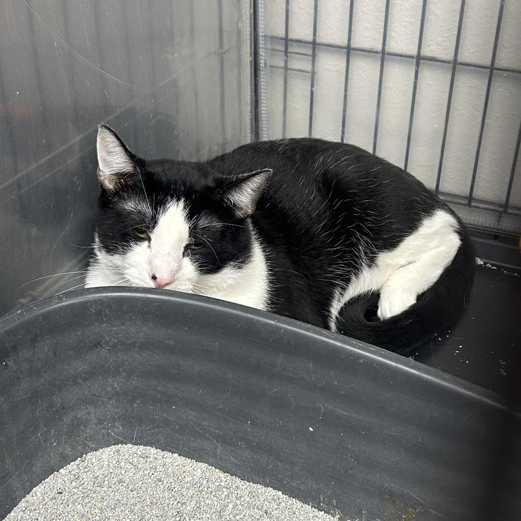 Henry, Adoptable, Young Male Domestic Short Hair.