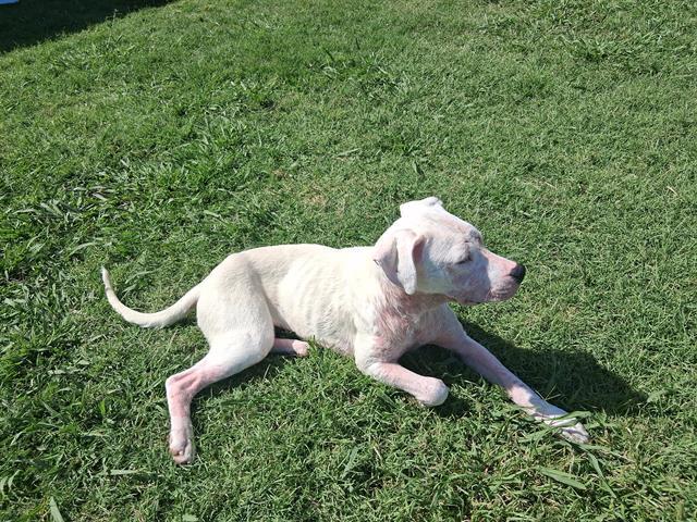 PEBBLE, Adoptable, Young Female American Staffordshire Terrier & Mixed Breed.
