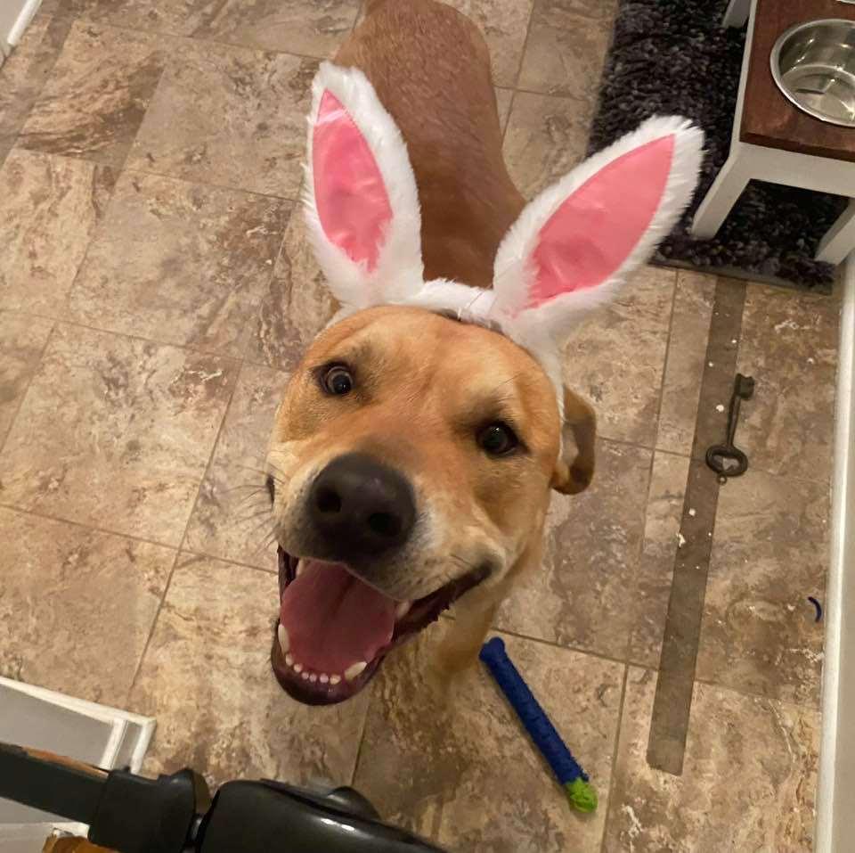 Lance, a Adoptable mixed breed image 4/4