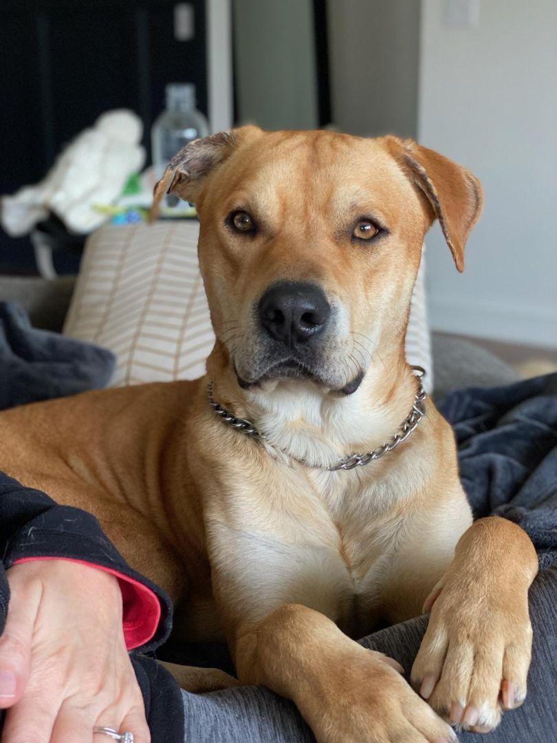 Lance, a Adoptable mixed breed image 1/4