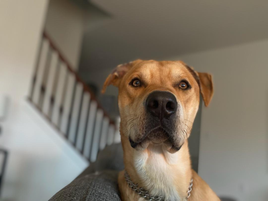 Lance, a Adoptable mixed breed image 3/4