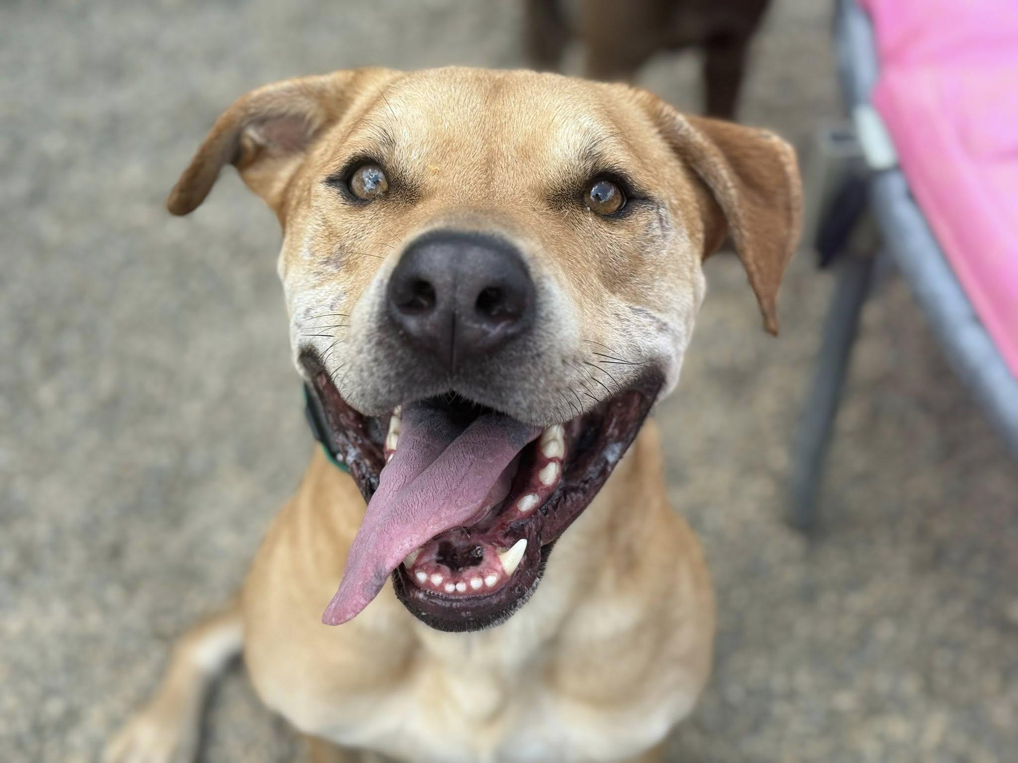 Lance, a Adoptable mixed breed image 2/4