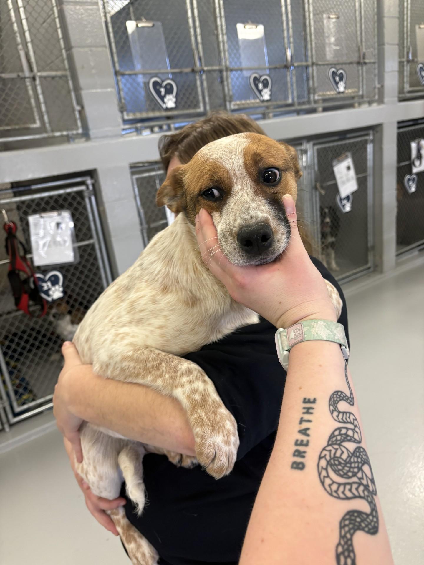 Magnolia, ADOPTABLE, Puppy Female Australian Cattle Dog / Blue Heeler.