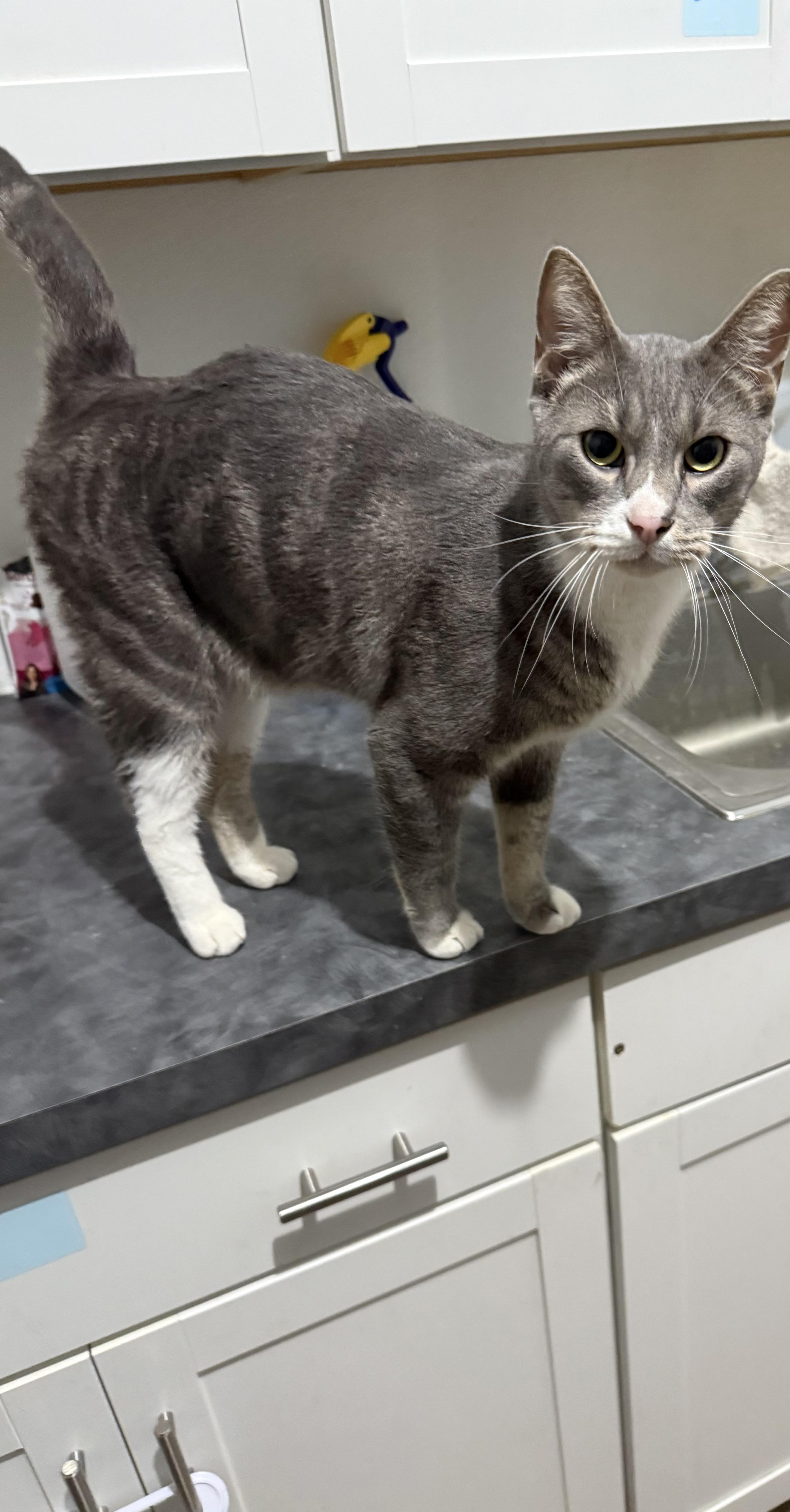 Remington, a Adoptable Domestic Short Hair in Massillon, OH image 1/2