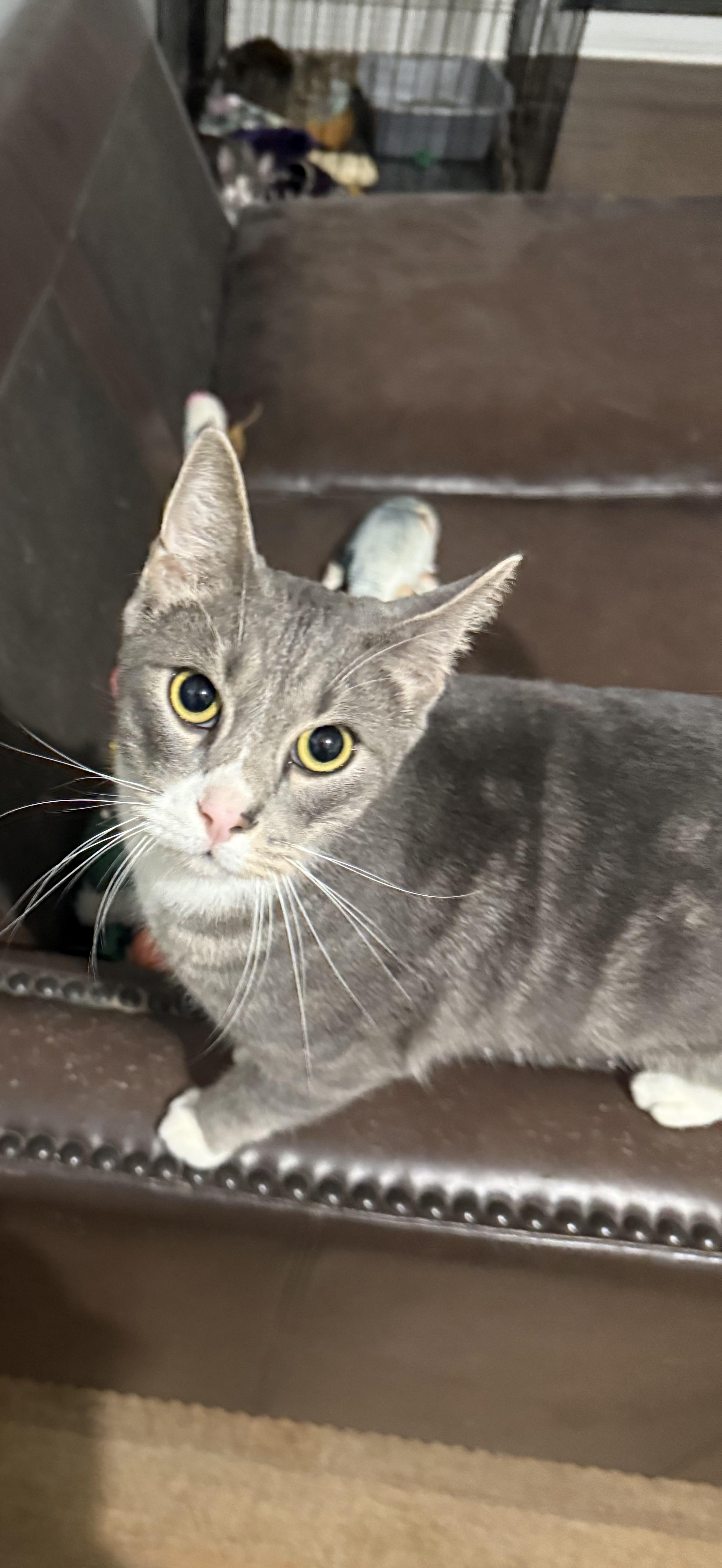 Remington, a Adoptable Domestic Short Hair in Massillon, OH image 2/2