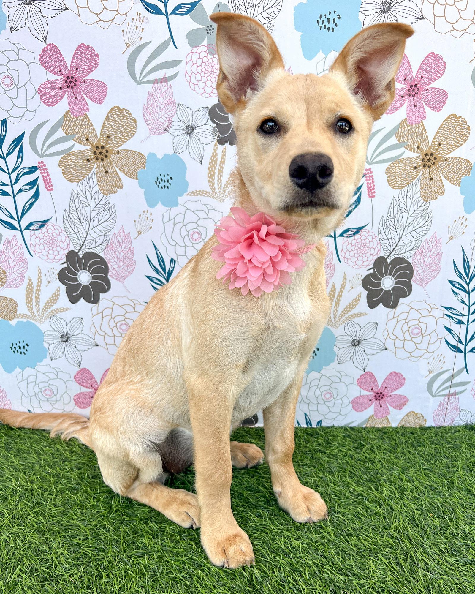 Nutterbutter, Adoptable, Puppy Female Terrier & Shepherd.