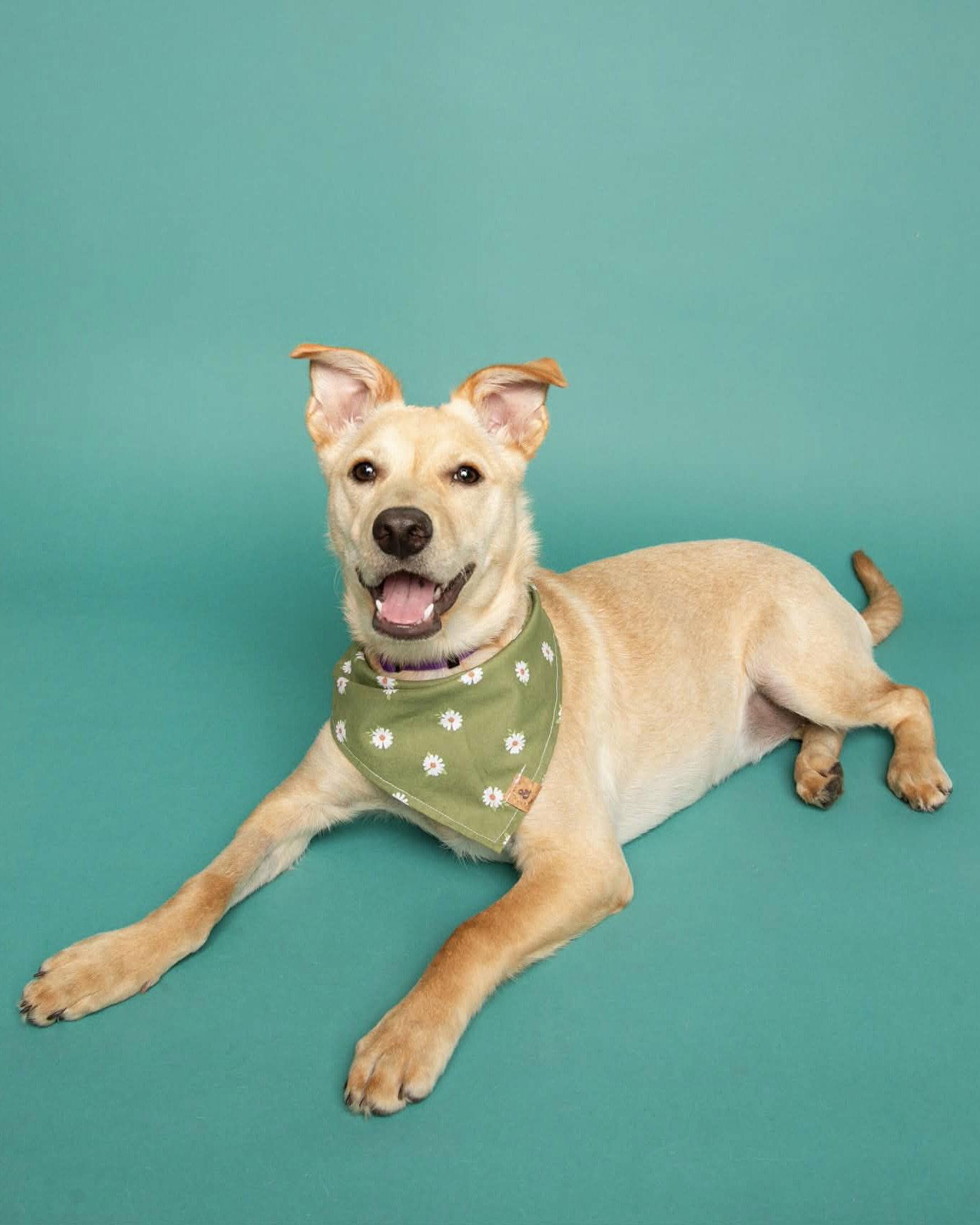 Enlarge Nutterbutter, a Adoptable mixed breed in Corona, CA image 2/3