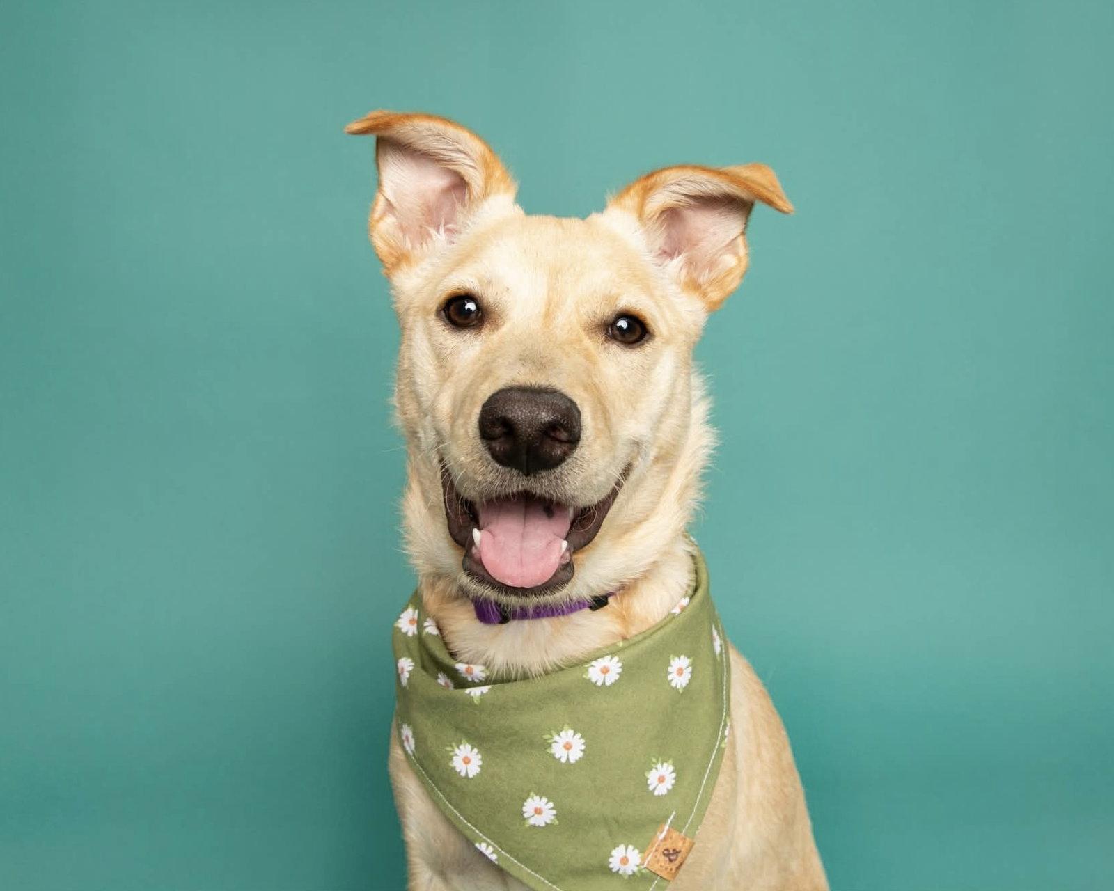 Enlarge Nutterbutter, a Adoptable mixed breed in Corona, CA image 3/3