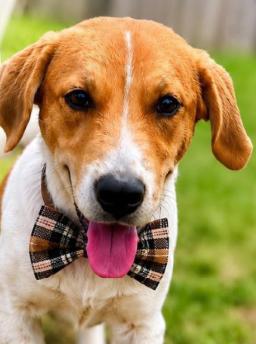 Biscuit, ADOPTABLE, Puppy Male Hound.