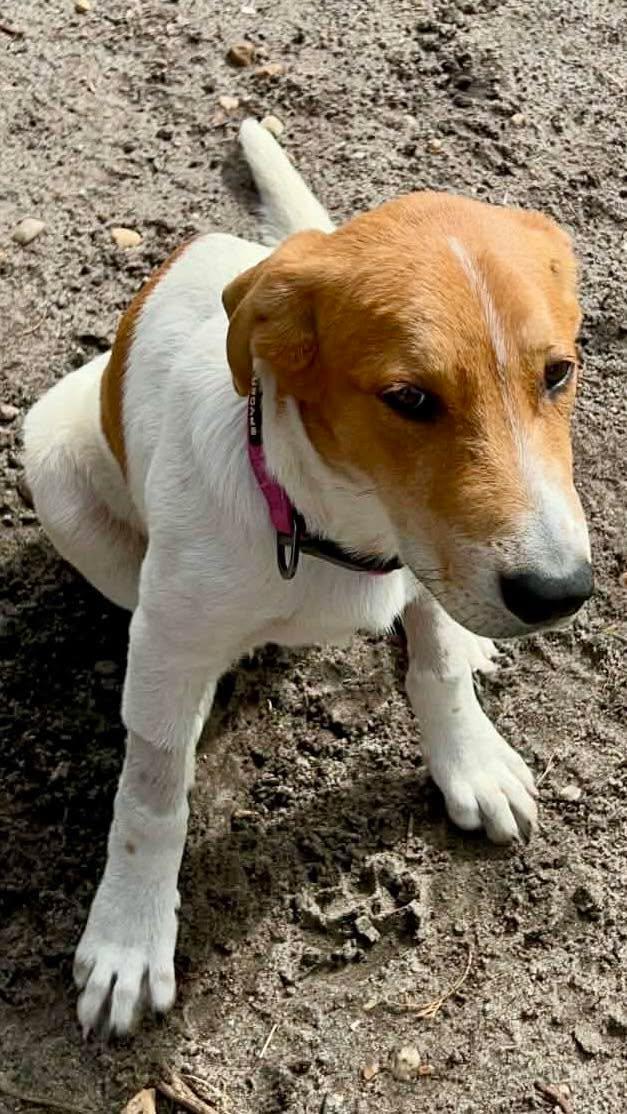 Enlarge Biscuit, a ADOPTABLE mixed breed in New Smyrna Beach, FL image 2/4