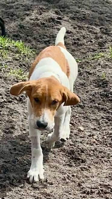 Enlarge Biscuit, a ADOPTABLE mixed breed in New Smyrna Beach, FL image 4/4