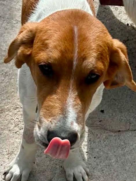 Enlarge Biscuit, a ADOPTABLE mixed breed in New Smyrna Beach, FL image 3/4