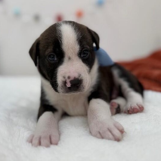 George Washington Bridge — thumbnail 5