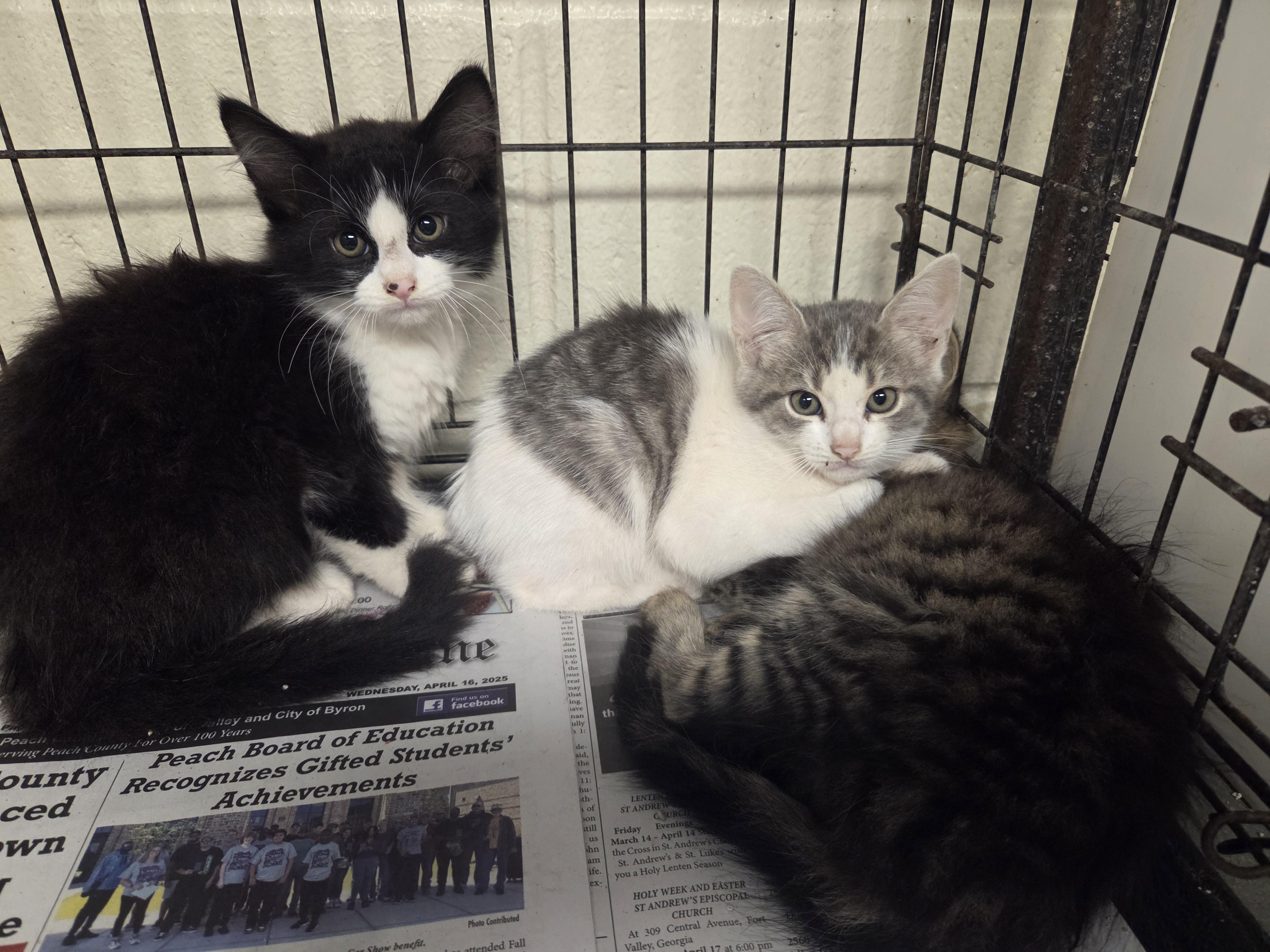 Barry Allen (Petsense - Perry)