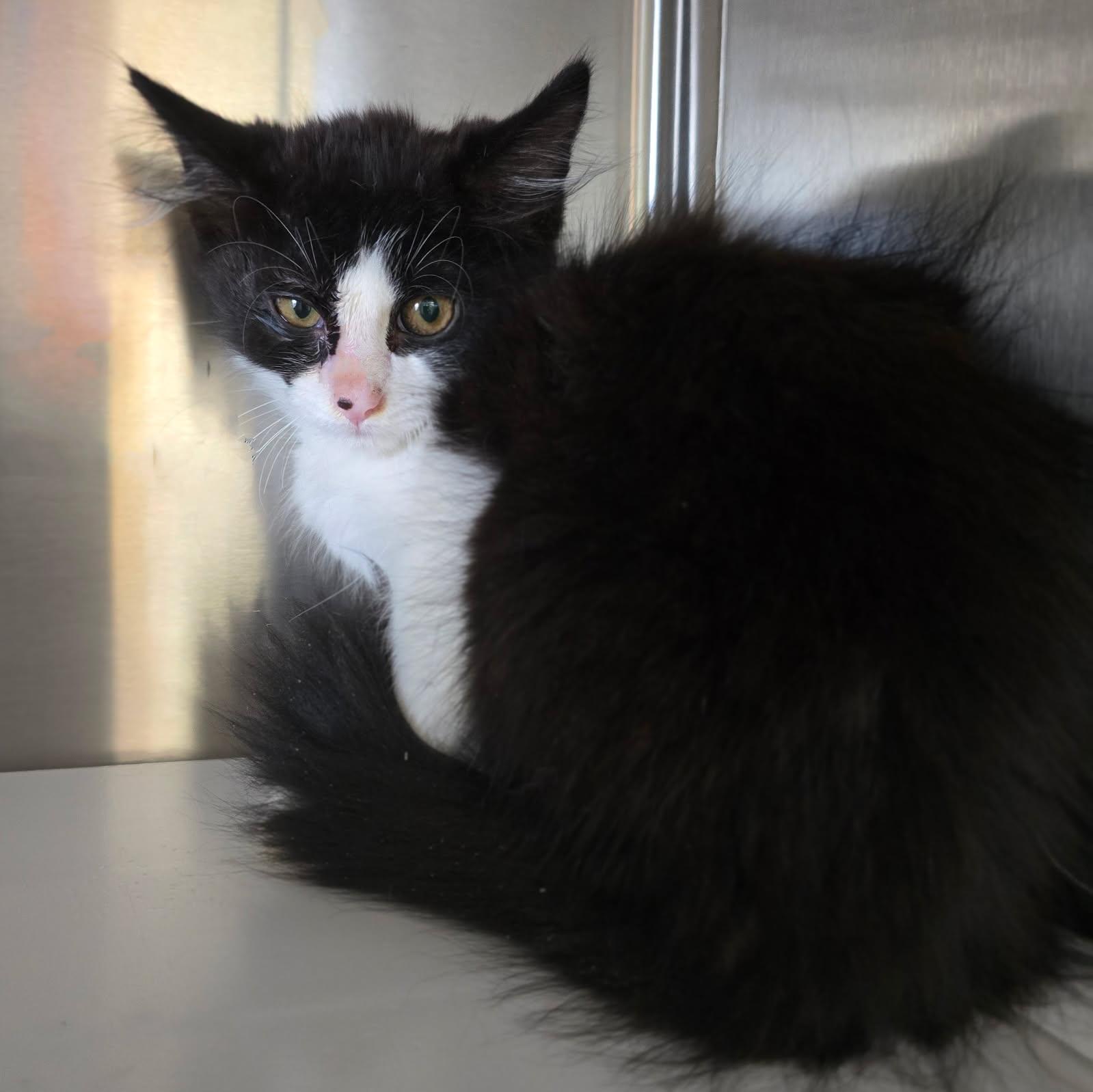 Barry Allen (Petsense - Perry)