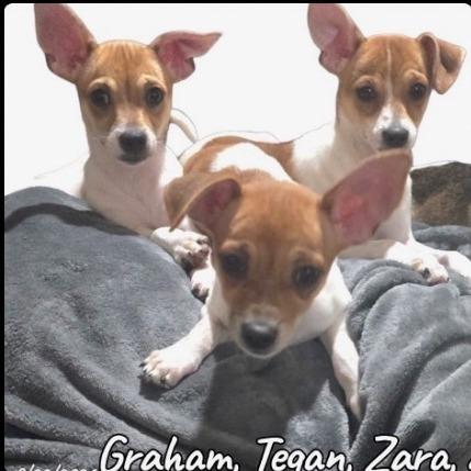Enlarge TEAGAN Available 10/23_, a Adoptable Chihuahua in Loves Park, IL image 1/1
