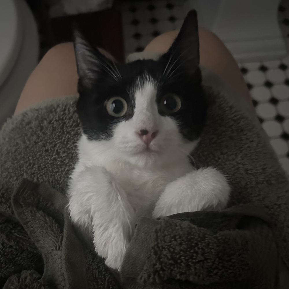 Hickory, Adoptable, Kitten Male Domestic Short Hair.