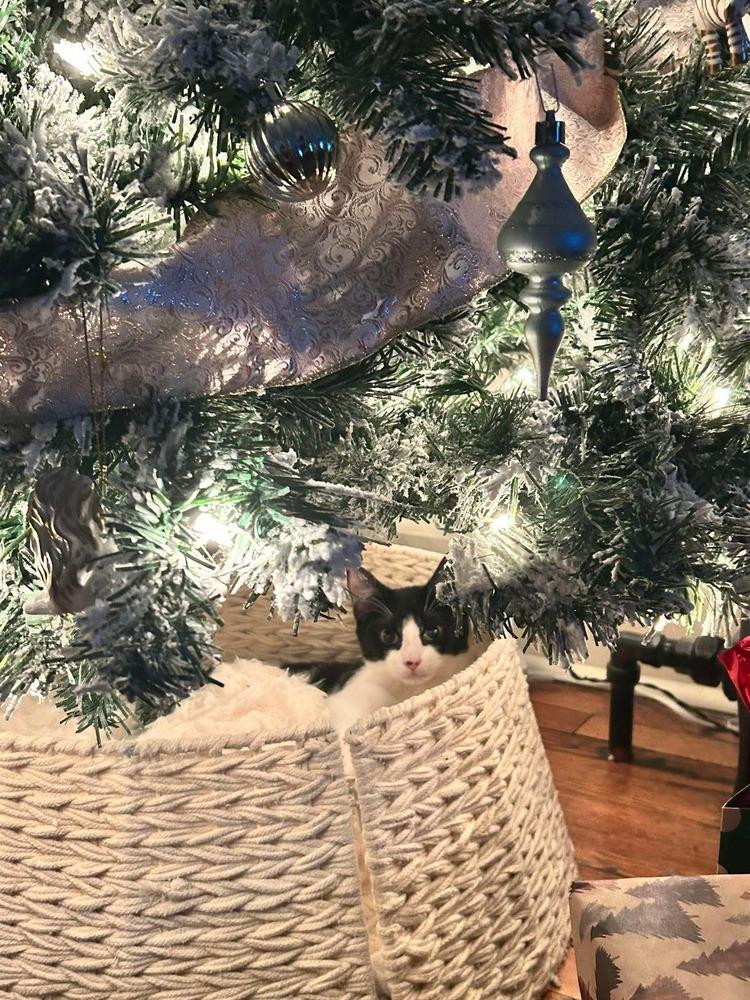 Enlarge Hickory, a Adoptable Domestic Short Hair in Chicago, IL image 2/5